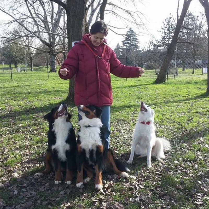 Tre cani seduti e attenti durante un esercizio di attenzione in un'area cani
