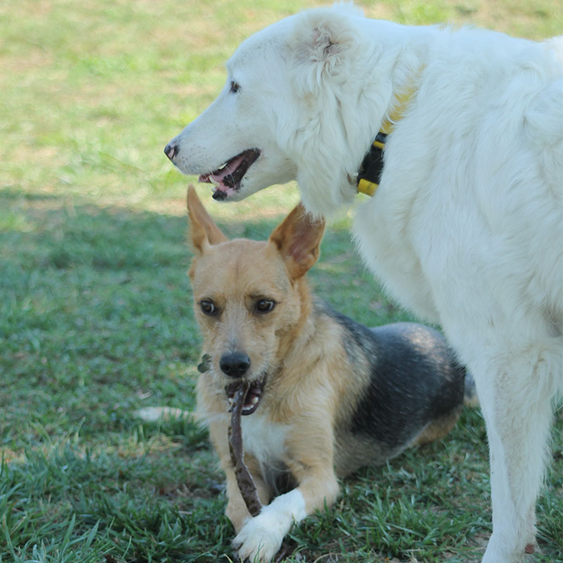 Due cani insieme sul prato durante una sessione all'aperto